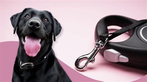 The 5 Best Retractable Dog Leashes For Better Walks 2024