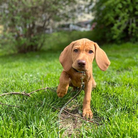 Available Puppies – Vizslas Pups Kennel