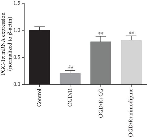 The Expression Of Sirt1 A Foxo1 B Bcl 2 C Bax D And Pgc 1α Download Scientific