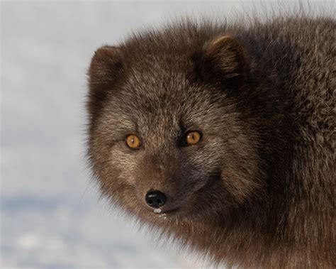 The Arctic Fox: A Symbol Of Iceland's Wild Beauty