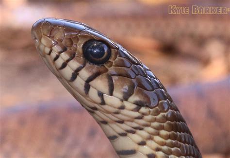 Ptyas Mucosa Oriental Rat Snake Biota Taiwan