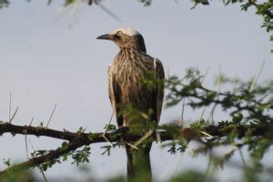 Days Birdwatching Safari In Kenya Twinspottours Travelltd