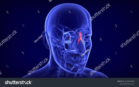 Human Skull Nasal Bone Anatomy 3d Stock Illustration 2228529085 ...