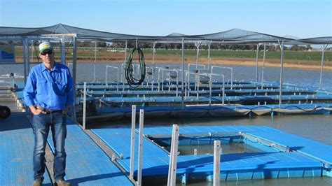 Demand For Murray Cod Inspires Irrigators To Diversify Into Aquaculture