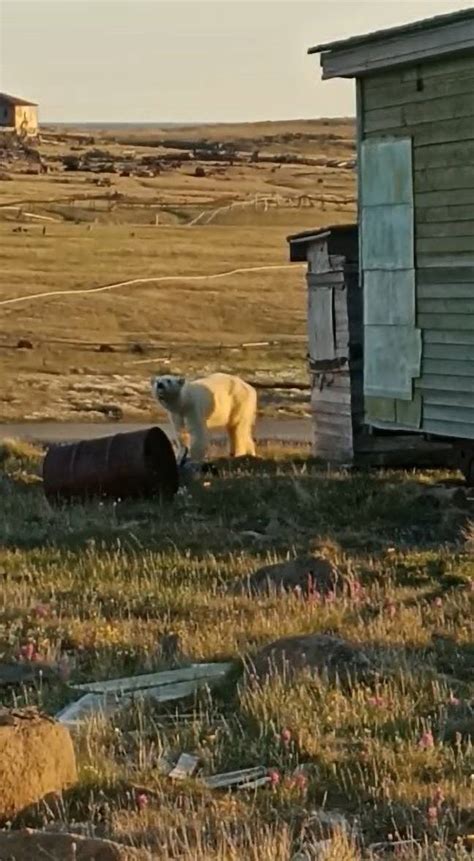 Starving Polar Bear 'Begs Humans For Help' In Incredible Footage