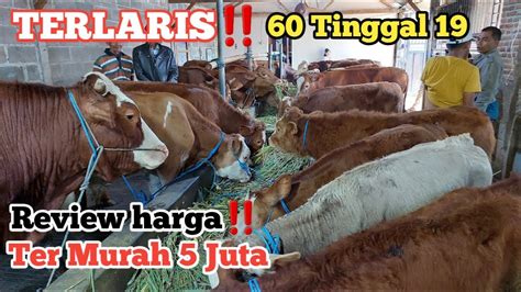 Review Harga Sapi Pedet Terbaru Di Grosir Sapi Malang Ada Ekor Stok