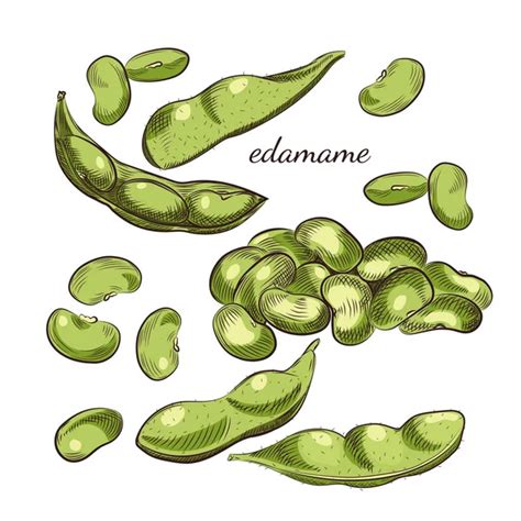 Lima Beans Hand Drawn Illustration Peas Pods Sketches Isolated White