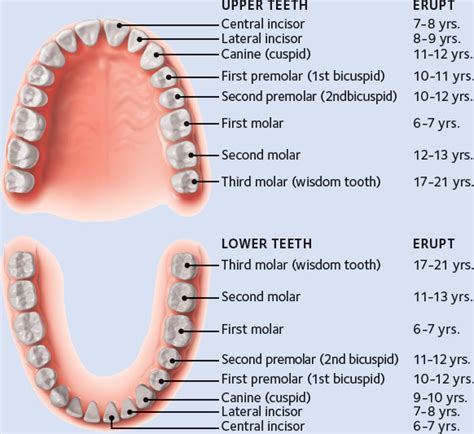 Development: Permanent Teeth | Pocket Dentistry