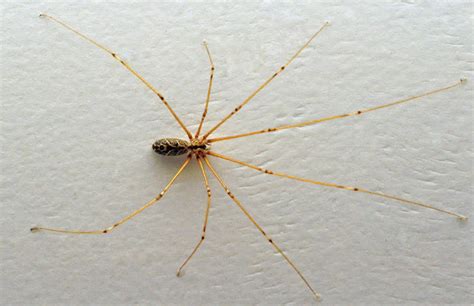 Виды пауков: 🕷️ названия и описание внешности с фото и видео
