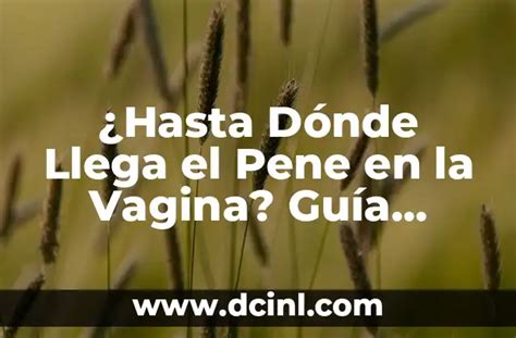 Hasta D Nde Llega El Pene En La Vagina Gu A Completa Para Entender La Anatom A Sexual