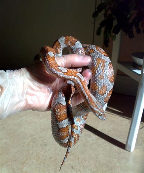 Miami Cornsnake - Ians Vivarium