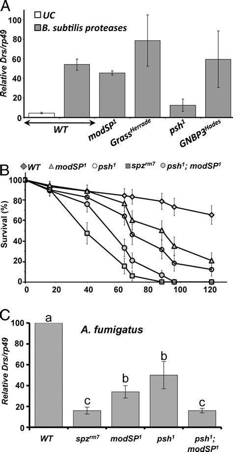 A Single Modular Serine Protease Integrates Signals From Pattern Recognition Receptors Upstream