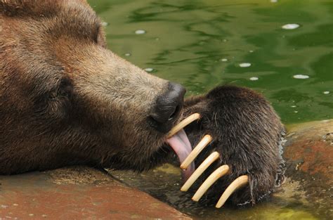 Медведь гризли (лат. Ursus arctos horribilis)
