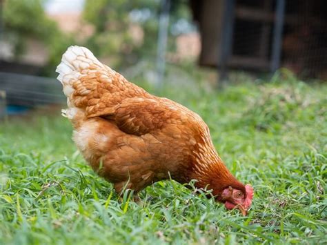 Organic Chicken Feed: What to Know Before Buying