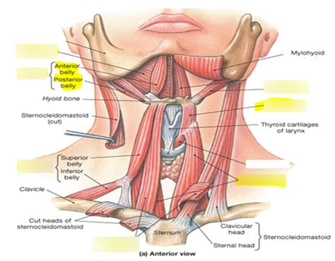 Anterior Muscles Of The Neck Ch 10 Diagram Quizlet