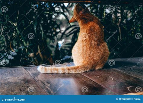 Orange Cat Tabby Feline Sitting On Floor Stock Photo Image Of Kitty