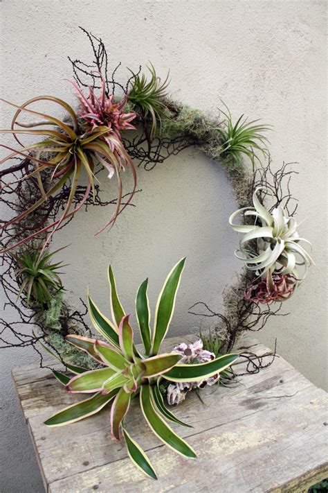 Crosspollination Tillandsia And Bromeliad Wreaths