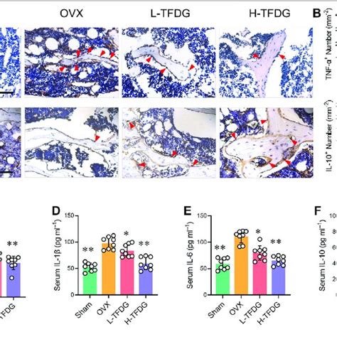 Tfdg Suppressed The Expression Of Proinflammatory Cytokines In Ovx