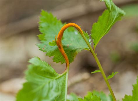 Puccinia Coronata Naturbasen