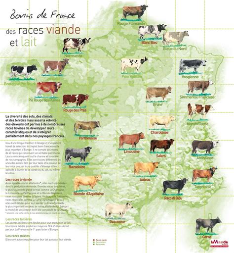 La Viande Fr Carte De France Des Races Bovines Laiti Res Et Viande