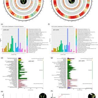 Genomewide Genetic Diversity And Divergent Selection Between Corchorus