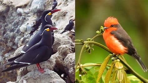 Per Ocupa El Primer Lugar Del Ranking Mundial De Diversidad De Aves