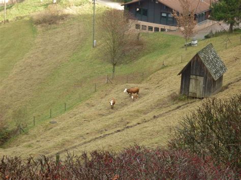 Free Images Forest Grass Hiking Field Farm Meadow Valley