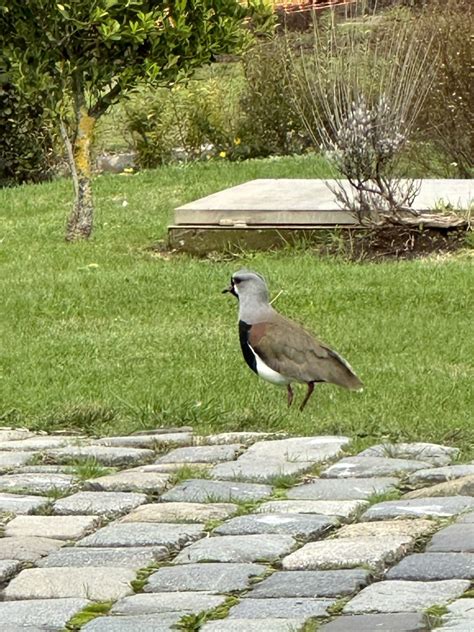 Southern Lapwing From Universidad Cat Lica De La Sant Sima Concepci N