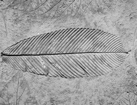 Make an Imprint Fossil – Experiment Exchange 