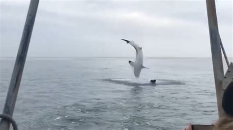 Il Video Dello Squalo Bianco Che Salta Fuori Dall Acqua Fa Il Giro Del