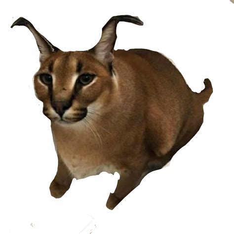 шлёпа - ibisPaint