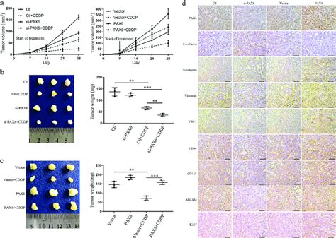 A Subcutaneous Tumor Model For Detecting Cisplatin Sensitivity In Nude