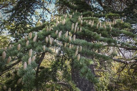 Close-up Growing Male Cones on the Branches of Cedar Tree Cedrus Libani or Lebanon Cedar Stock ...