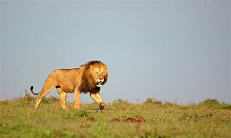 Prowling Lion Photograph by Wldavies