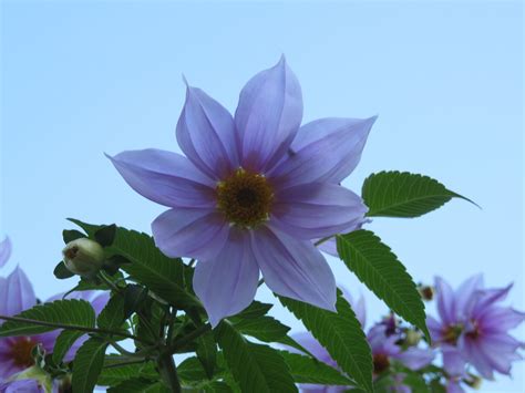 Emperor Dahlia Imperialis - Free photo on Pixabay - Pixabay