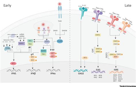 Innate Antiviral Immunity In The Skin Trends In Immunology