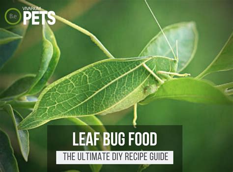 What Do Leaf Bugs Eat? + A Fun DIY Leaf Bug Food Recipe!