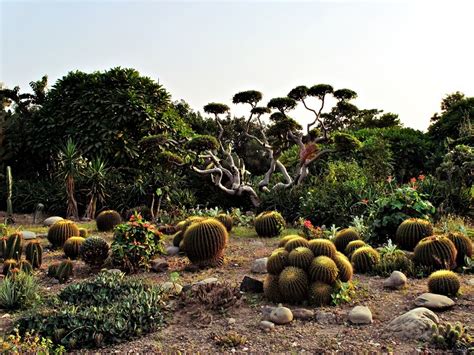 Cactus Garden, Chandigarh - Timings, Entry Fee, Best Time to Visit