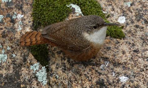 Canyon Wren | San Diego Bird Spot