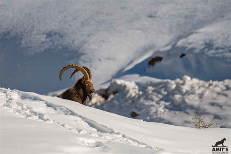 Snow Leopard Ladakh | Ladakh Birding Tour