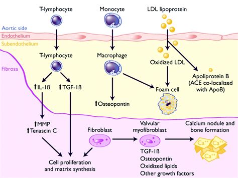 Spectrum Of Calcific Aortic Valve Disease Circulation