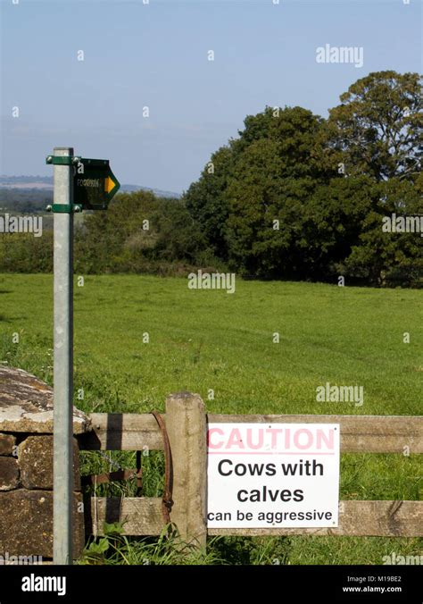 Cows With Calves Can Be Aggressive Warning Sign Stock Photo Alamy