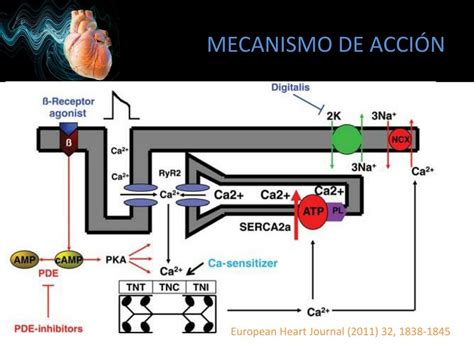 Ppt Soporte Inotr Pico Y Anestesia Powerpoint Presentation Free