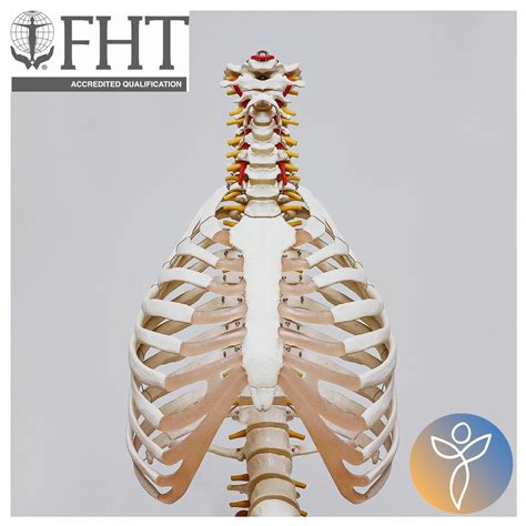 Fht Accredited Level Anatomy And Physiology Online Course