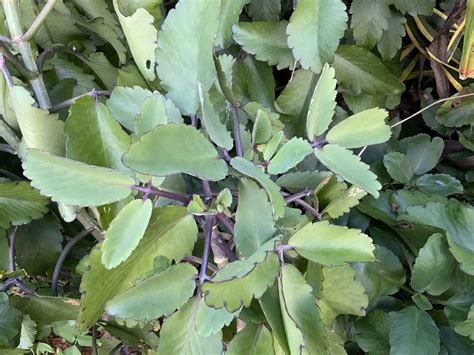 Seeds Village Bryophyllum Pinnatummiracle Leafkatakatakalife Plant