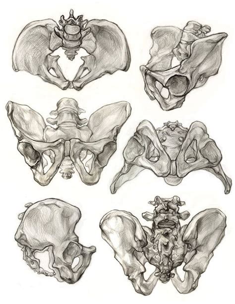 I Think I Like My Pelvis Drawings Better Anyways Yup It Was