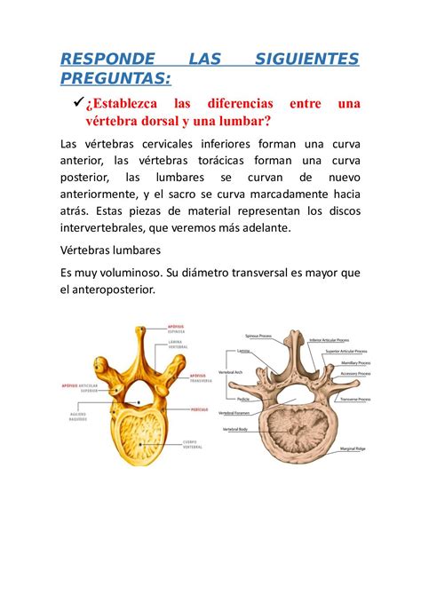 Puno Adepto Linda Diferencias Entre Las Vertebras Cervicales Dorsales Y