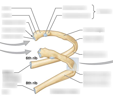 Ribs (Diagram) Diagram | Quizlet