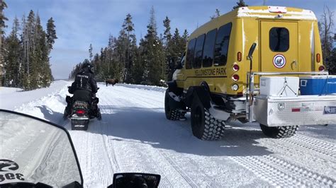 Buffalo Encounter Snowmobiling Yellowstone National Park 2019 YouTube