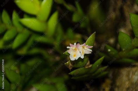 Dendrobium Ellipsophyllum Is Beautiful Flower And Have Whitewhite